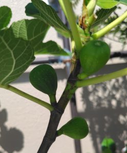 イチジク ザ・キング