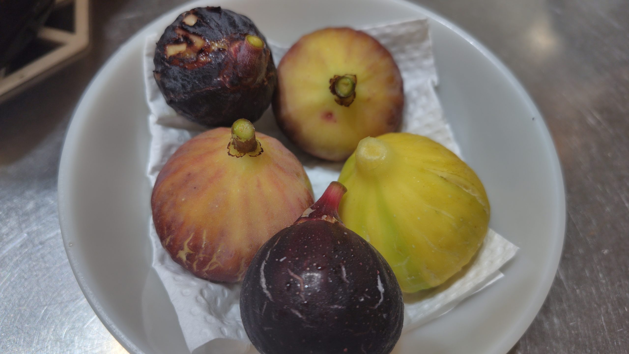 イチジク ゼブラスイート、アーチペル、ロードス、プレコス