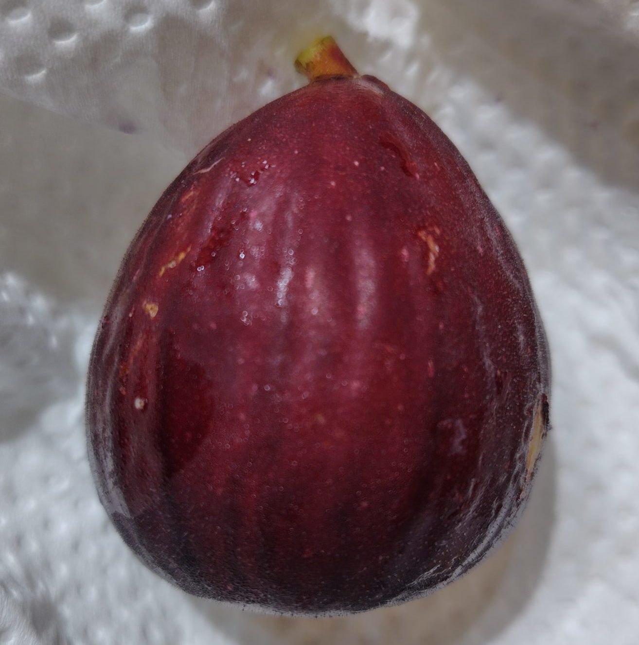 イチジク ドーフィン