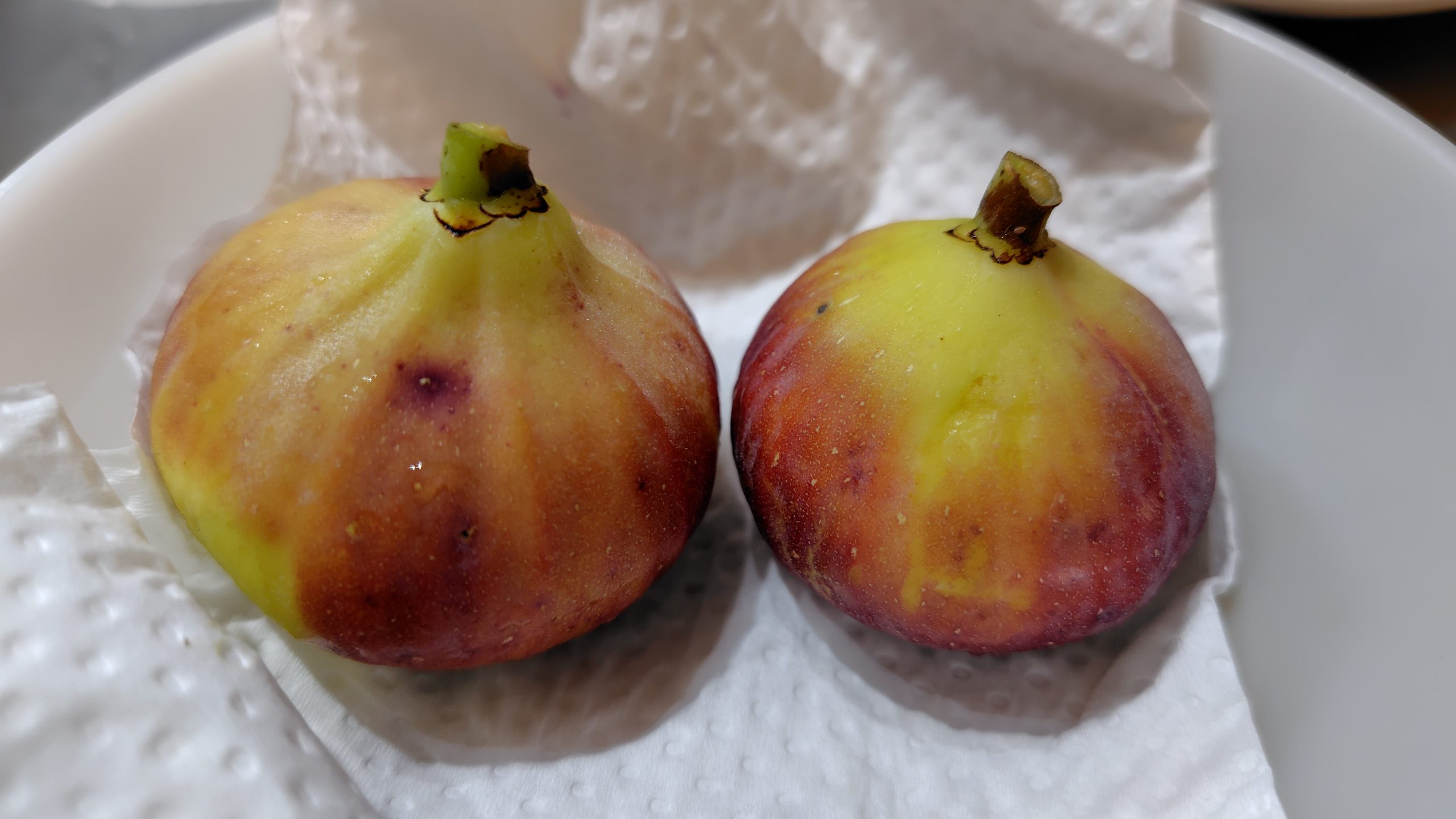 イチジク ロードス