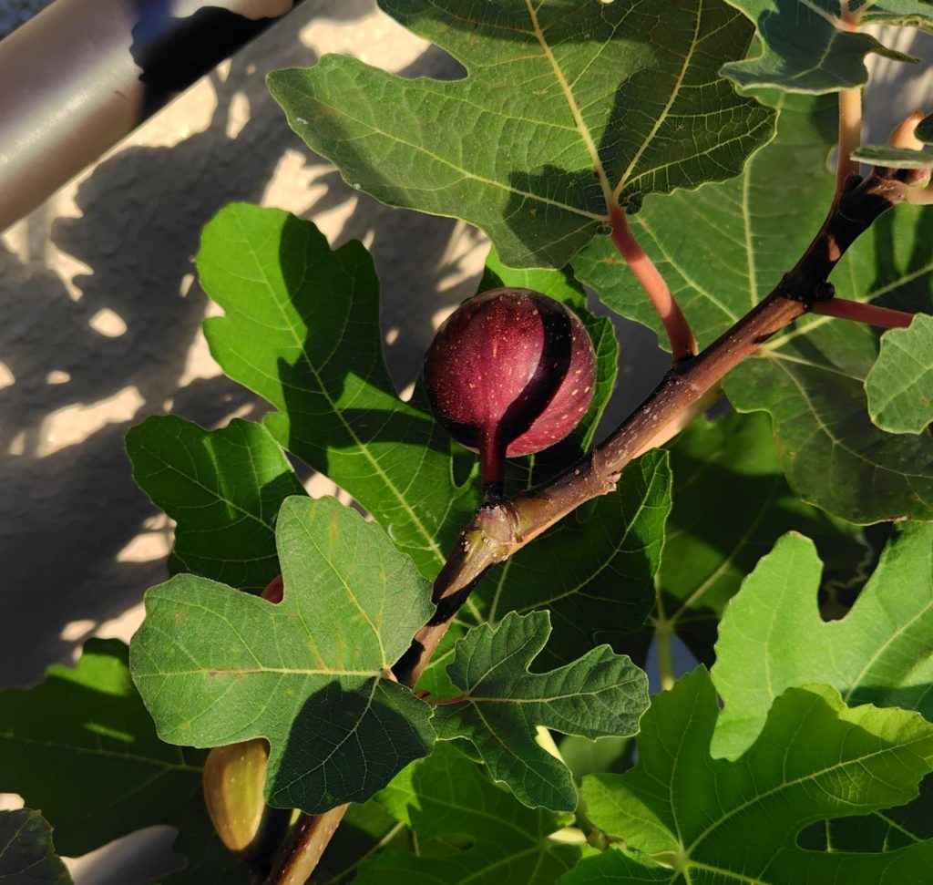 イチジク Noir de Caromb